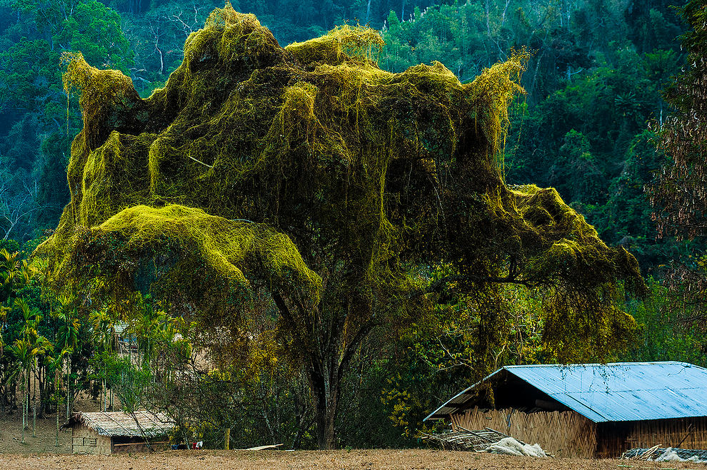 Drzewo we wsi Supha, Mizoram (Mizoram i Manipur)